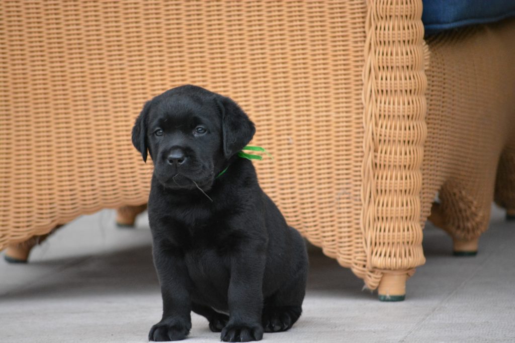 camada labrador retriever
