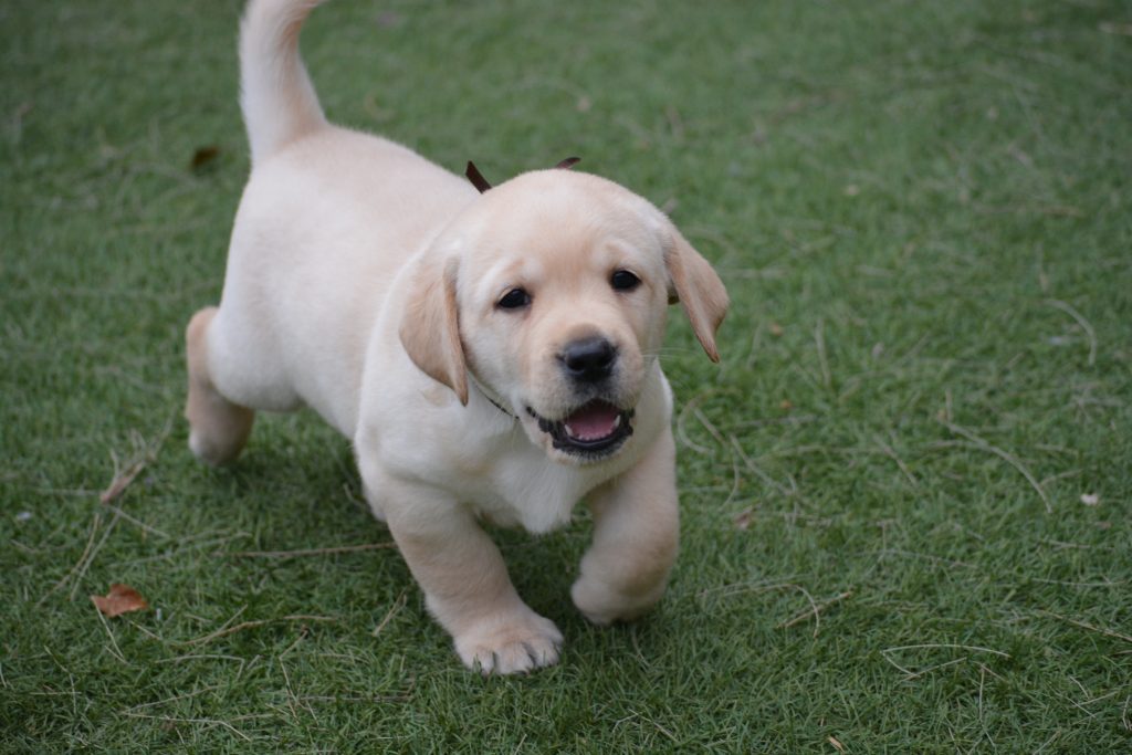 labrador retriever cachorro